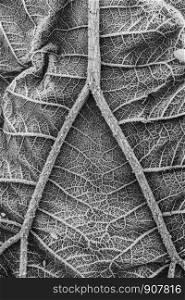 Frozen pattern on leaf black and white