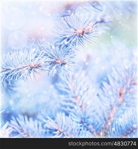 Frozen pine tree background, blue abstract winter backdrop, conifer branch cover with snow, rime on the tree, cold weather, Christmastime concept