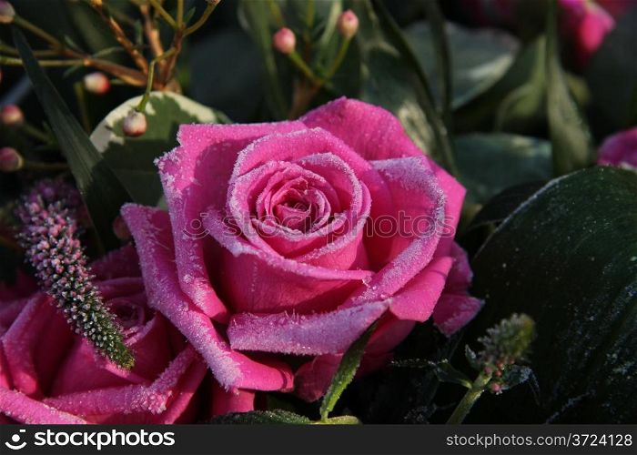 Frozen pink rose in the winter sun