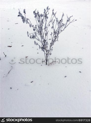 Frozen plant winter background. Dry grass under the snow. Frozen plant winter background