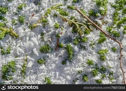 Frozen snow fell on the ground with green grass