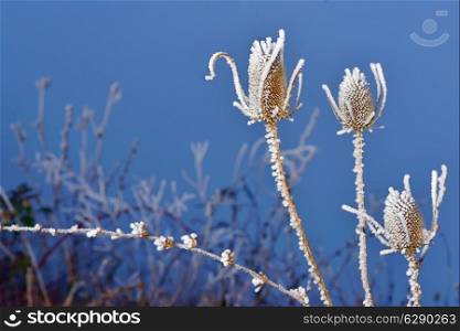 frozen thistles plant in winter time