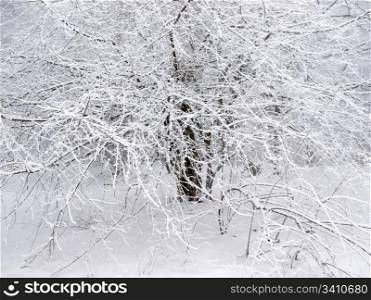 Frozen tree.