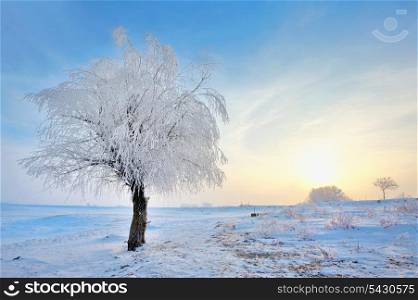 frozen tree on winter field in morning time