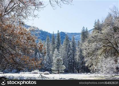 Frozen tree. Picturesque snow-covered forest in the winter
