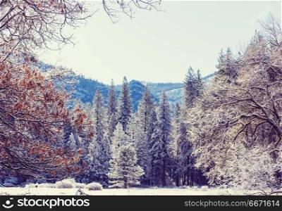 Frozen tree. Picturesque snow-covered forest in the winter