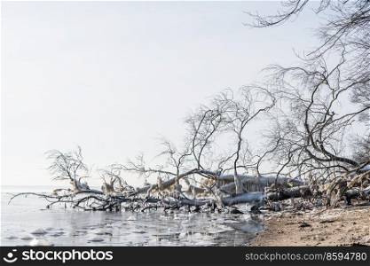 Frozen tree with icicles hanging from the coast over a cold sea in the winter