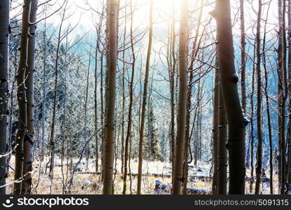 Frozen trees in the winter forest