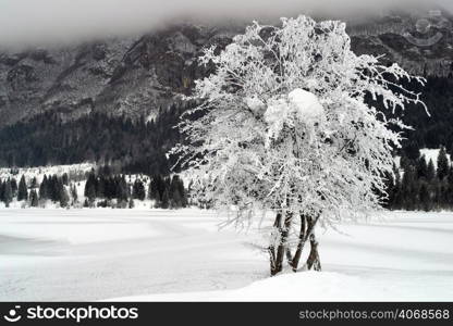 Frozen trees, Lake Bled, Slovenia.