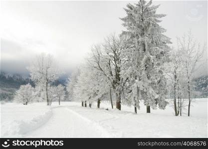 Frozen trees, Lake Bled, Slovenia.
