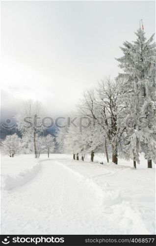 Frozen trees, Lake Bled, Slovenia.