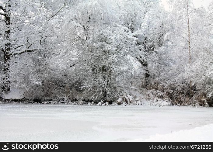 Frozen trees near a pond in a park