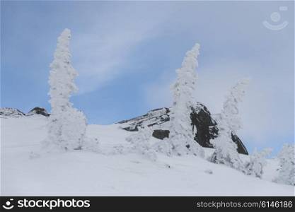 Frozen trees on snow covered mountain in winter, Whistler, British Columbia, Canada
