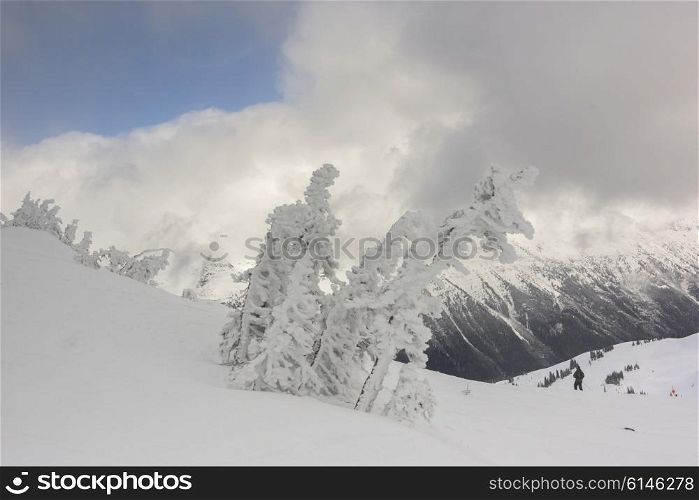 Frozen trees on snow covered mountain in winter, Whistler, British Columbia, Canada