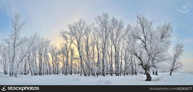 Frozen trees on winter landscape and blue sky