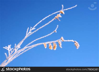 Frozen twig and dry leaves against blue sky background in the winter