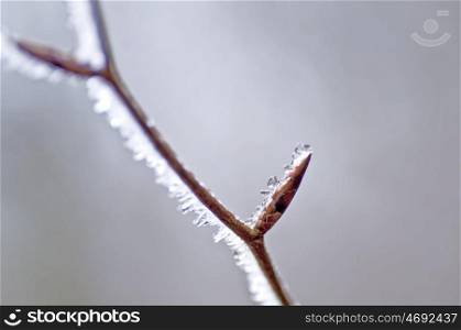 frozen water on a branch. winter and spring