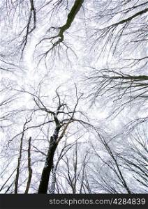 frozen winter forest tree and sky