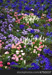 Fruehlingswiese-rosa-blau. Meadow flowers with tulips in spring