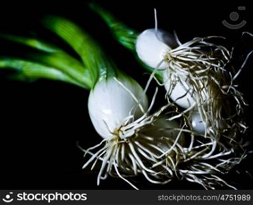 Fruehlingszwiebeln. Spring onions against a black background