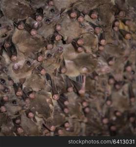 Fruit bat colony hanging from cave roof