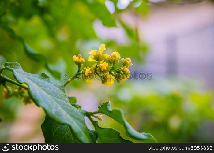 Fruit buds yellow flowers. Narrow focus.
