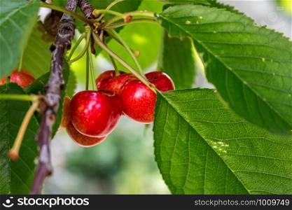 Fruit cherries with beneficial properties as antioxidants