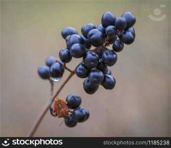Fruit cluster of European black elderberry with orange shield bug Carpocoris purpureipennis sitting on it on rainy autumn day