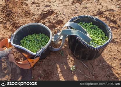 Fruit-gathering baskets with green olives. Table olives harvest season scene