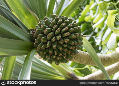 Fruit of a tropical common screwpine
