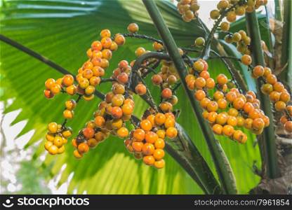 Fruit of Kerriodoxa elegans or White Elephant Palm
