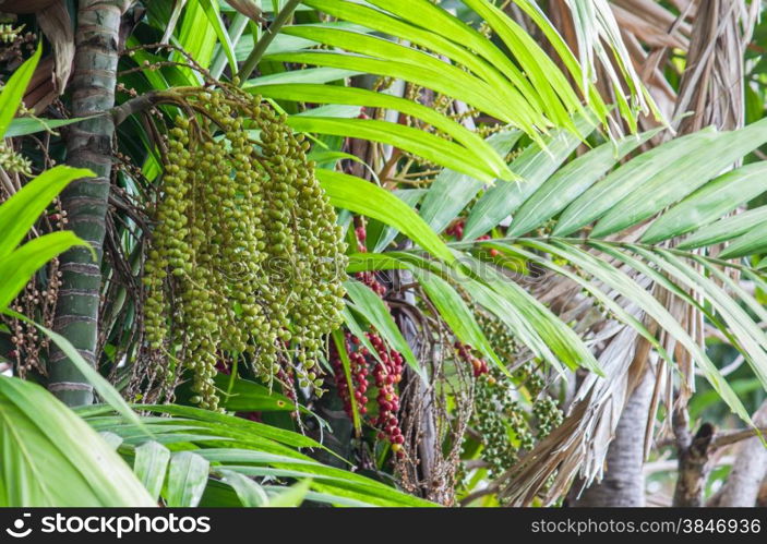 Fruit of Manila palm or Christmas palm tree