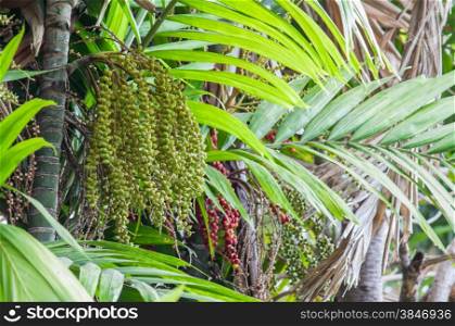 Fruit of Manila palm or Christmas palm tree