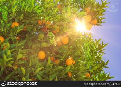Fruit of oranges on a tree close-up.