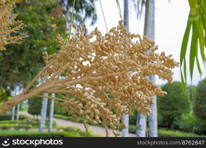 fruit of the nascent palm tree beautiful yellow