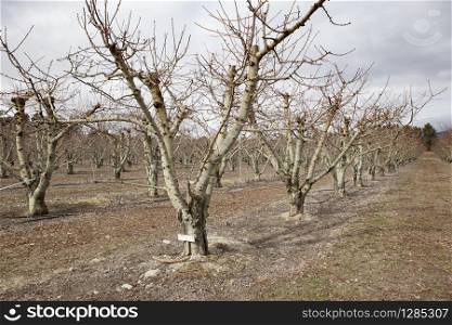 fruit orchard plantation in cromwell town new zealand