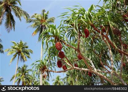 Fruit, Pandanus tectorius or Pandanus odoratissimus