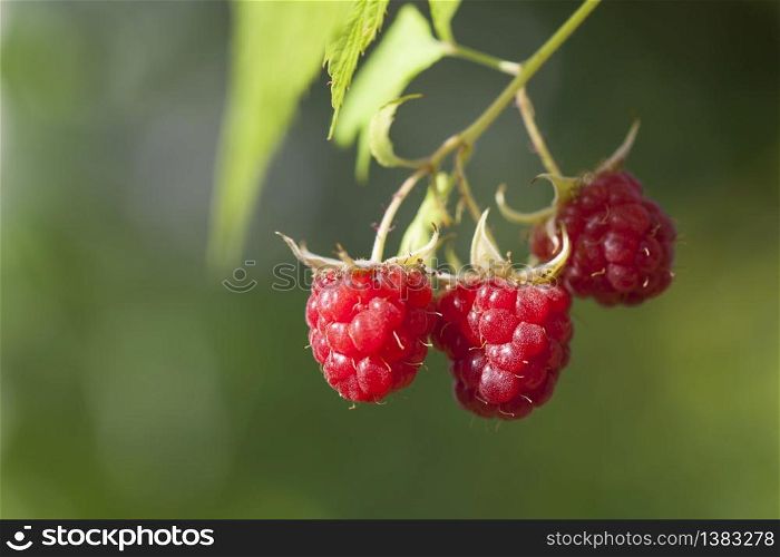 Fruit Raspberry on branch, green blured background