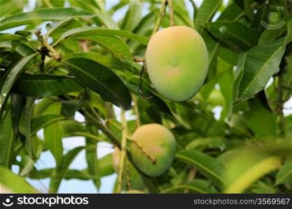Fruit tree