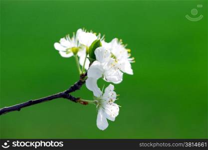 Fruit tree blossom close-up