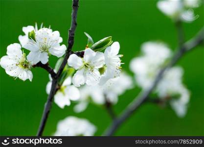 Fruit tree blossom close-up