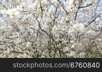 Fruit tree blossoming in spring garden, vertical dolly shot