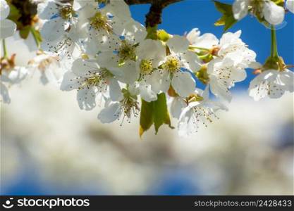 Fruit tree branch with white flowers, spring sunny day