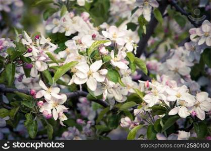 Fruit trees blossom in a spring orchard