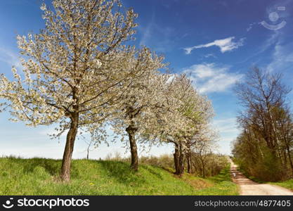 Fruit trees blossoms near country road. Sunny spring day. Spring fields and blooming trees.