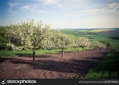 Fruit trees in a spring orchard