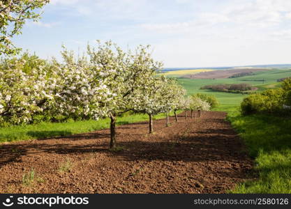Fruit trees in a spring orchard at sunny day