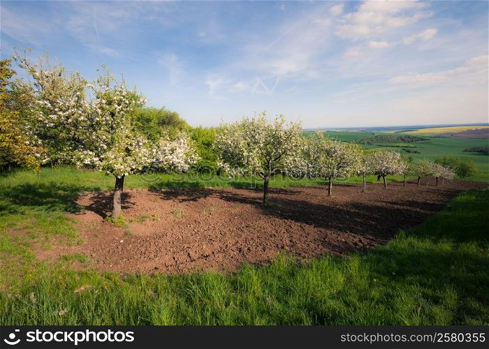 Fruit trees in a spring sunny orchard
