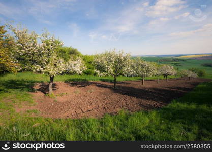 Fruit trees in a spring sunny orchard