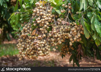 Fruitful longan bunch hanging on tree